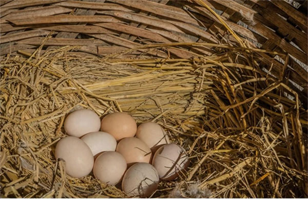 金寨农村土鸡蛋