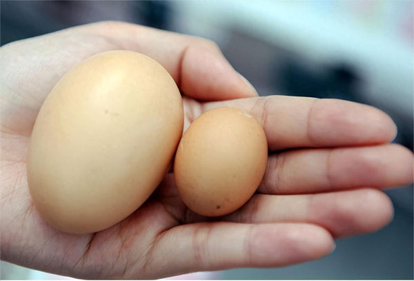 金寨农村土鸡蛋