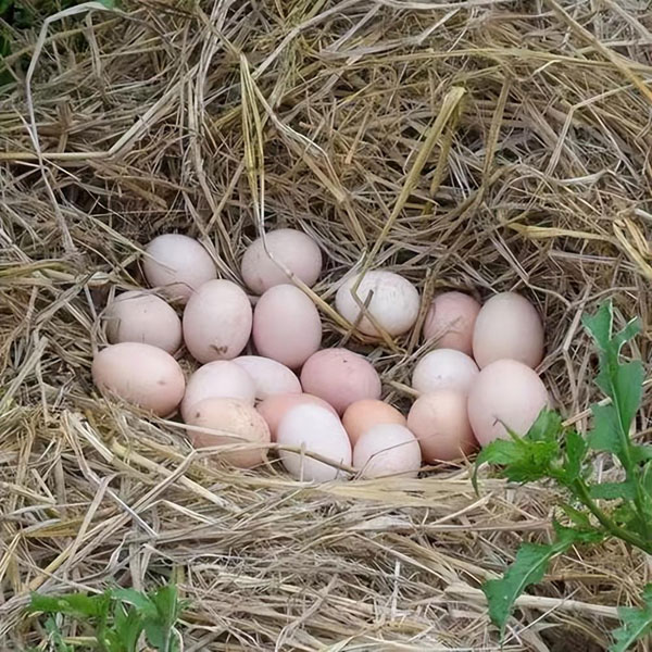 金寨农村土鸡蛋